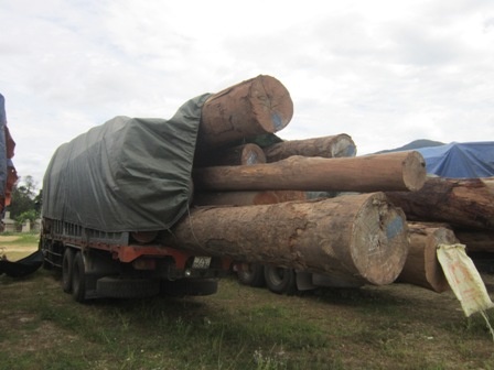 Can canh doan xe cho go Lao 'sieu khung' bi bat giu hinh anh