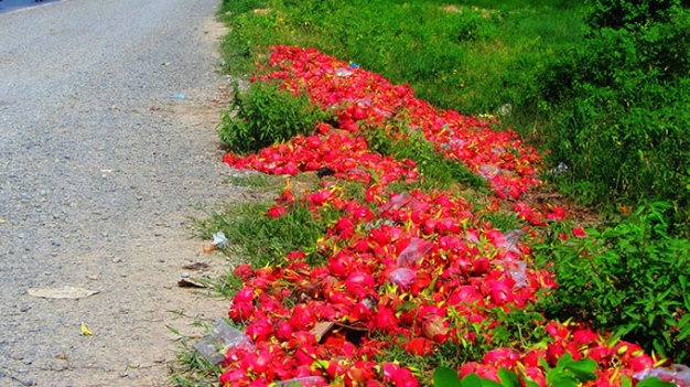 Thanh long rớt giá, trái hư hỏng nhẹ và hàng dạt bị đem đổ ra đường vì đem bán không có lãi 