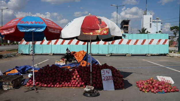 Từng đống thanh long bị đem ra đổ khi chủ vườn không bán được.