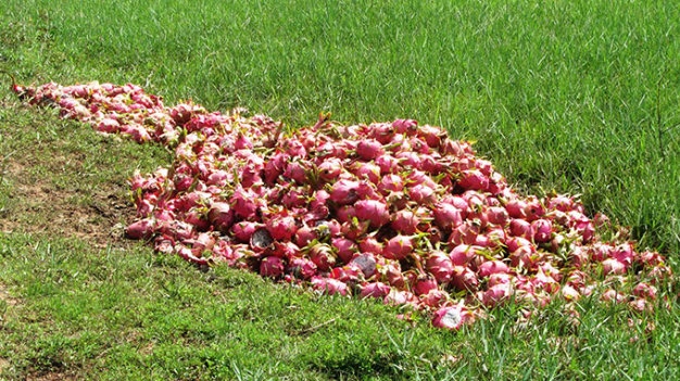 Khắp các tuyến đường làng ở huyện Hàm Thuận Nam, hình ảnh thanh long bị đổ bỏ thế này đã thành điều quen thuộc trong những ngày nay.