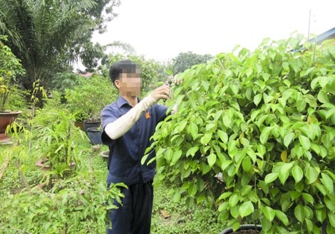 Ma túy đã lấy đi của Tú tất cả, giờ đây Tú trắng tay để làm lại từ đầu.