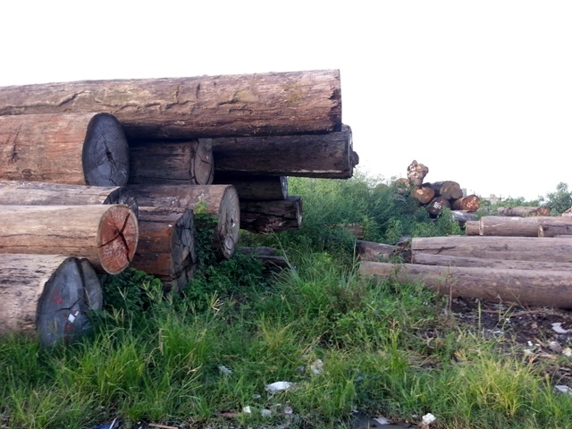 Đây là những bãi gỗ của các ông lớn nhập khẩu từ nước ngoài về bằng đường biển, rồi tỏa đi các tỉnh thành khu vực phía Bắc. Gỗ gồm 2 loại đó là loại cả cây dài tới 20-30m và loại đã được cưa xẻ thành hộp, đóng trong các container.