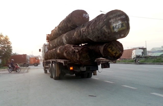 Đây là chiếc xe cẩu tải thùng bks: 16M-0365 sau khi ăn “đẫy” hàng tại bãi gỗ tập kết trong khu đất của Công ty Hà Anh, gần Chi cục Hải quan khu vực 3, trên đường 356 đi Đình Vũ thản nhiên chạy ngược chiều.Theo phản ánh của người dân sinh sống trên tuyến đường này, nhiều hôm lực lượng chức năng đứng đầy đường bắt xe máy phạm lỗi mà “bỏ quên” mất những  chiếc xe chở gỗ quá tải, quá khổ chạy ngược chiều.