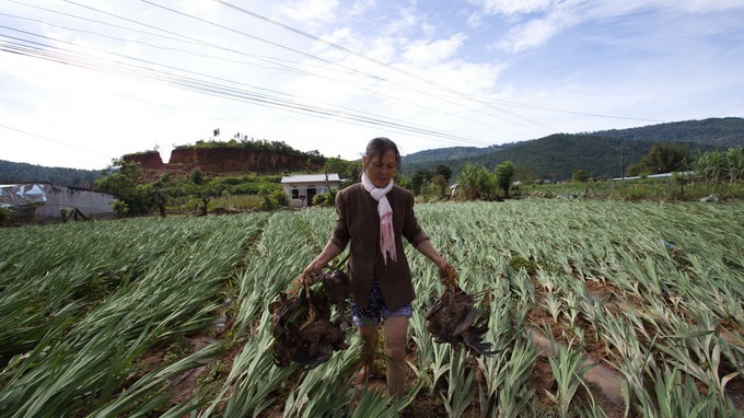 Chịu ảnh hưởng nặng nhất là khu vực dọc suối K’Rèn.  Ông Ha Ba có nhà gần chân núi nên không bị hư hại về nhà cửa nhưng 6 sào lúa và hai sào bắp sắp thu hoạch bị hư hại hoàn toàn. Bà Nguyễn Thị Sang có vườn hoa layơn hơn 1 sào bị hư hại và 200 con gà bị chết. Ảnh: MAI VINH