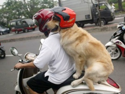 Ro mot cho thu cung dao pho hinh anh