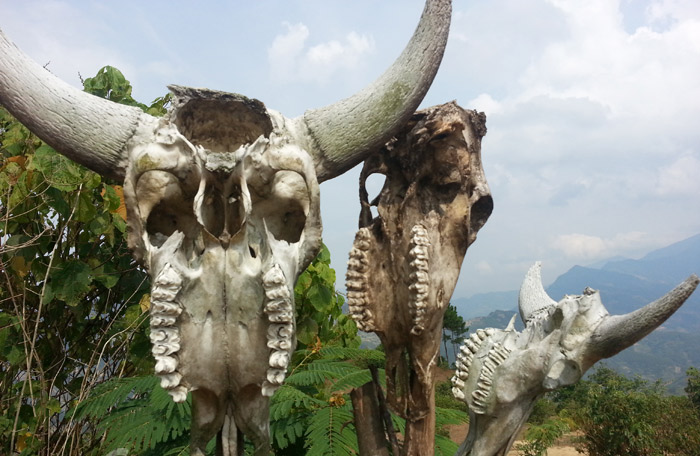 Vung dat bat ngan so trau cua bo toc it nguoi hinh anh