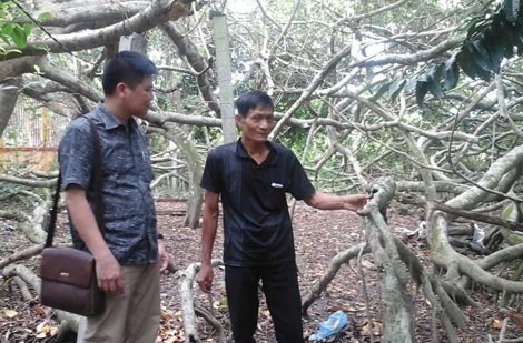 Goc gua co thu gan 160 nam tuoi o Can Tho hinh anh