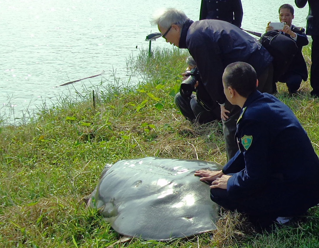 Khi đoàn ra thăm, cụ không hề có phản ứng e sợ rụt đầu, rụt chân mà vẫn thỏa mái nằm phơi nắng giữa bãi cỏ. Ngay cả khi các thành viên thích thú sờ mai 