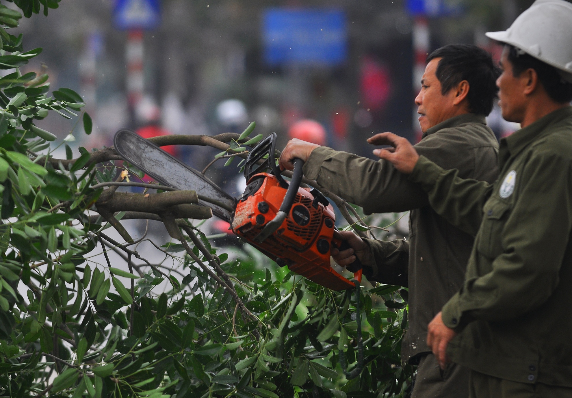 Don ha hang xa cu co thu truoc vuon thu Thu Le hinh anh