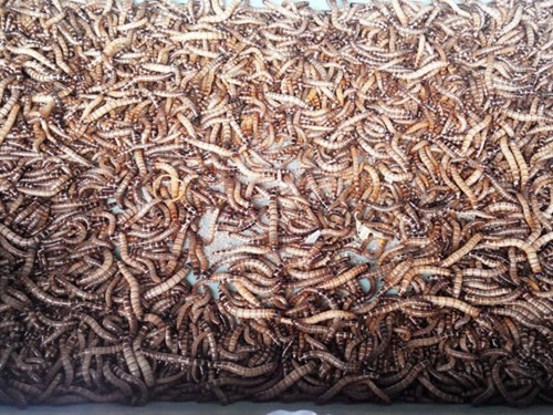 Sâu lạ được nhập lậu vào Việt Nam.