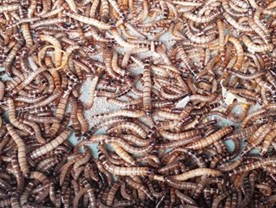 Sau 'la' tran vao Viet Nam hinh anh