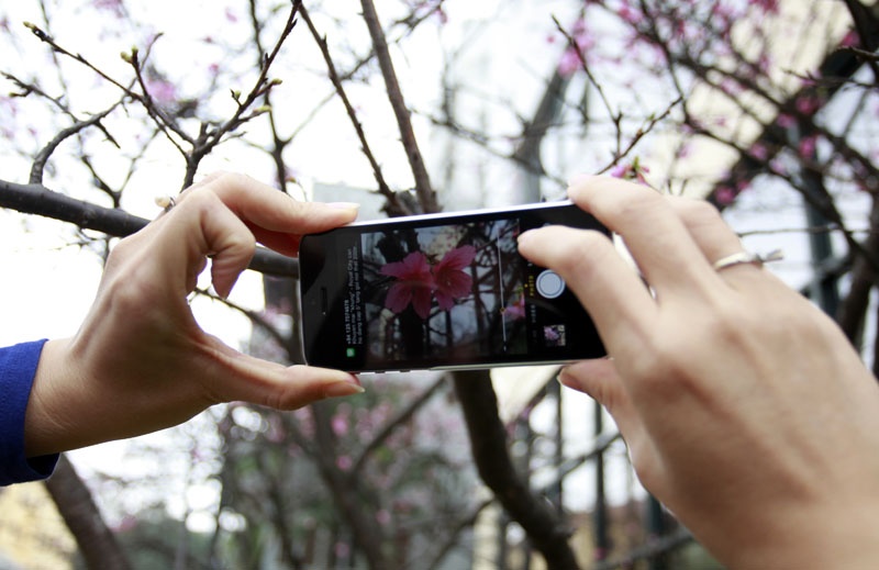 Chụp lại những khoảng khắc đẹp khi hoa anh đào nở.