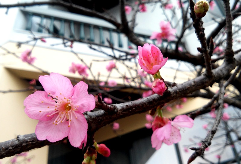 Những cây hoa anh đào này được mang từ Nhật Bản sang trồng và công nhân công ty Công viên cây xanh Hà Nội chăm sóc.