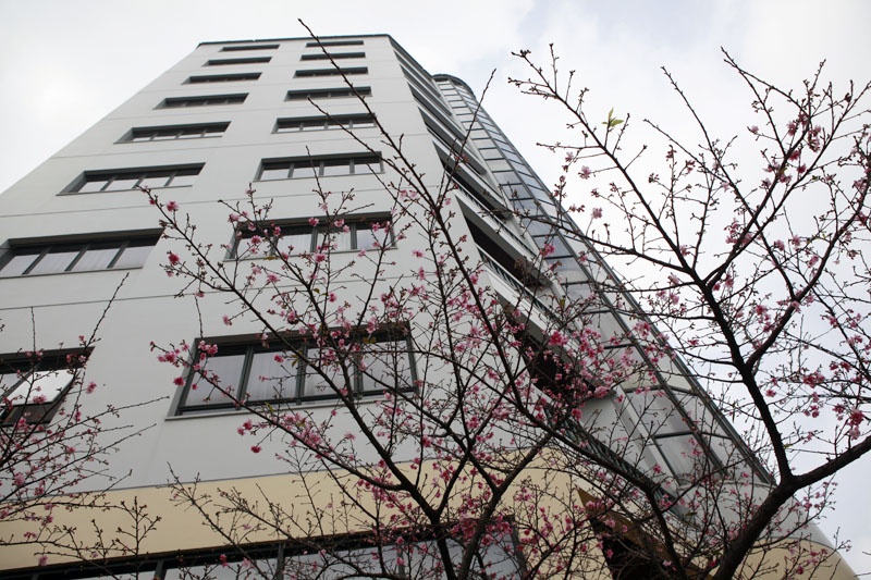 Hoa anh đào thường có 3 mầu: trắng, hồng và đỏ.