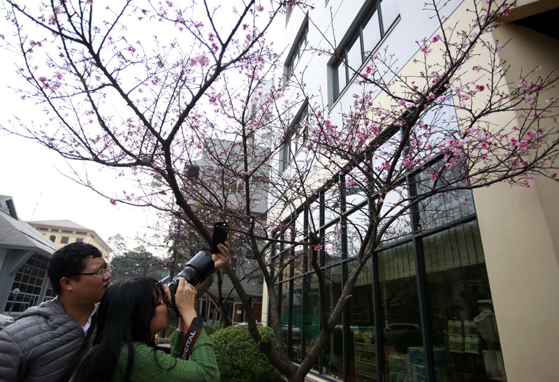 Nhiều bạn trẻ thích thú chụp ảnh hoa anh đào.