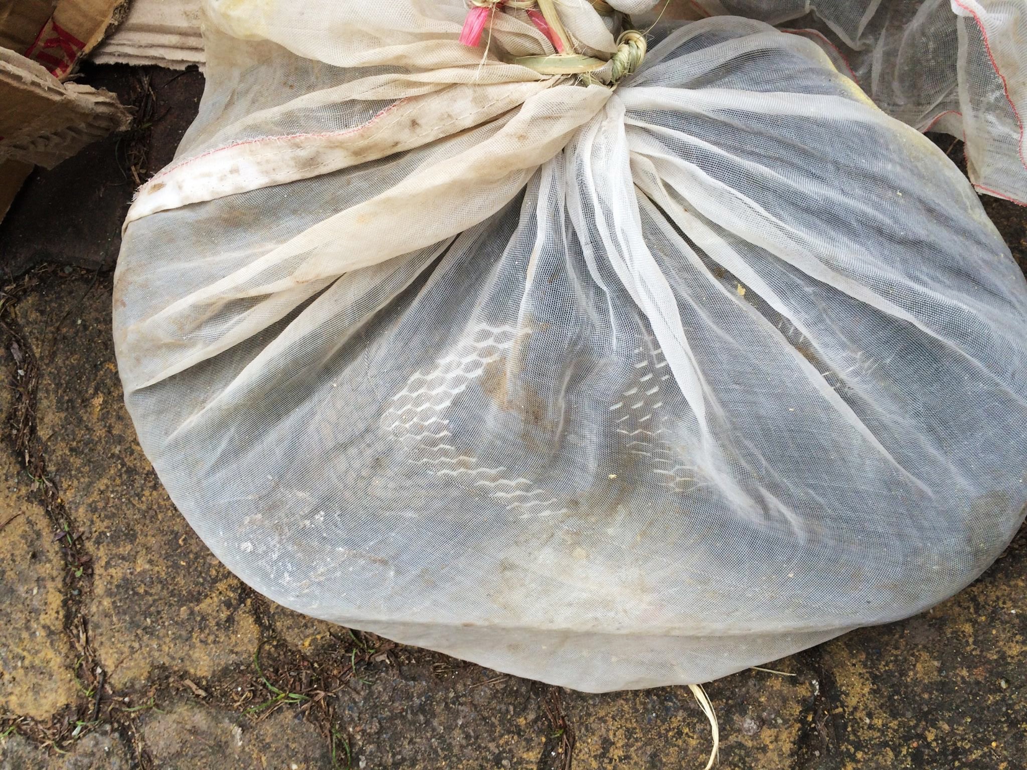 Phat hien ran ho chua 3 kg trong cop xe khach hinh anh