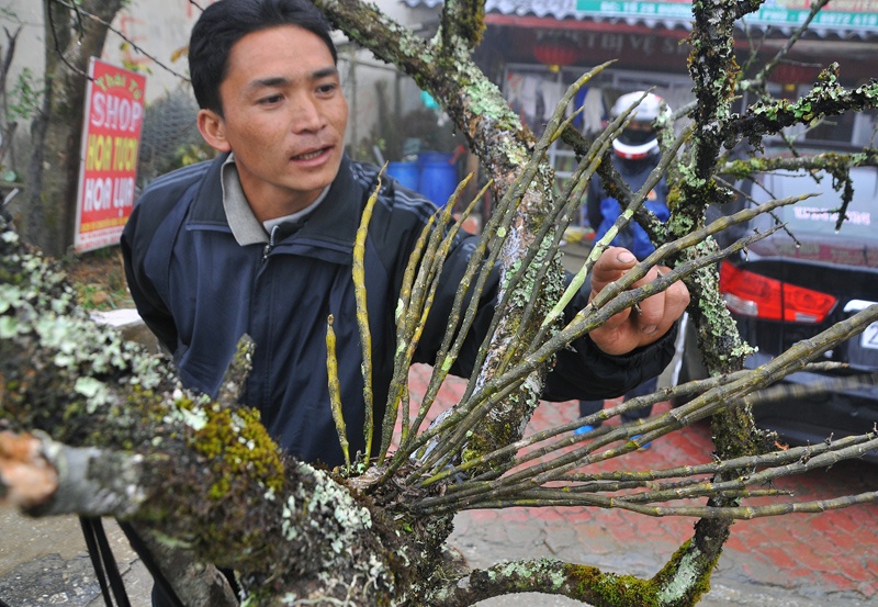 San dao rung co thu hinh anh