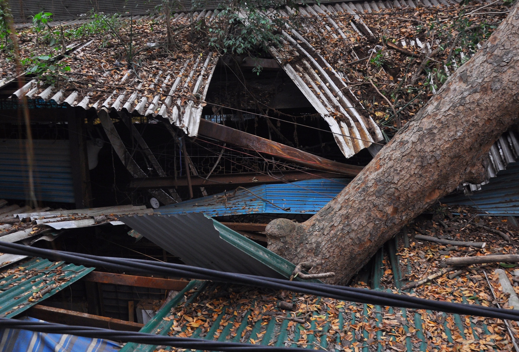 Xa cu tram tuoi bung goc trong cho hinh anh
