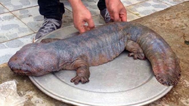 Cong an Vinh Phuc dieu tra thong tin ve 'quai thu' hinh anh