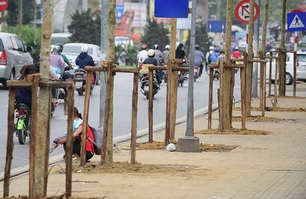 Ai da trong cay tren duong Nguyen Chi Thanh? hinh anh