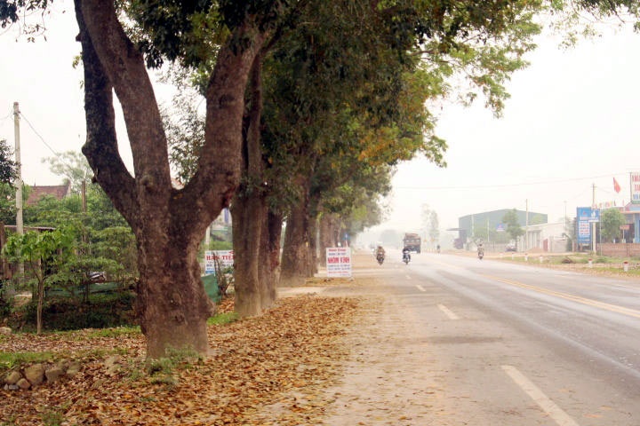 Noi 'che' tien ty, giu bang duoc hang cay ven duong hinh anh