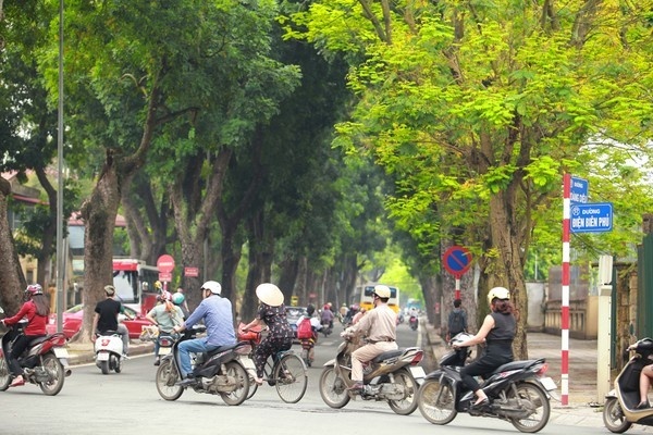 Chuyen gia Lam nghiep hien ke trong cay xanh do thi o Ha Noi hinh anh