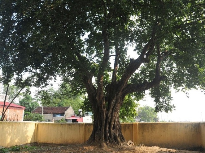 Hai cay thi 600 nam tuoi la cay di san Viet Nam hinh anh