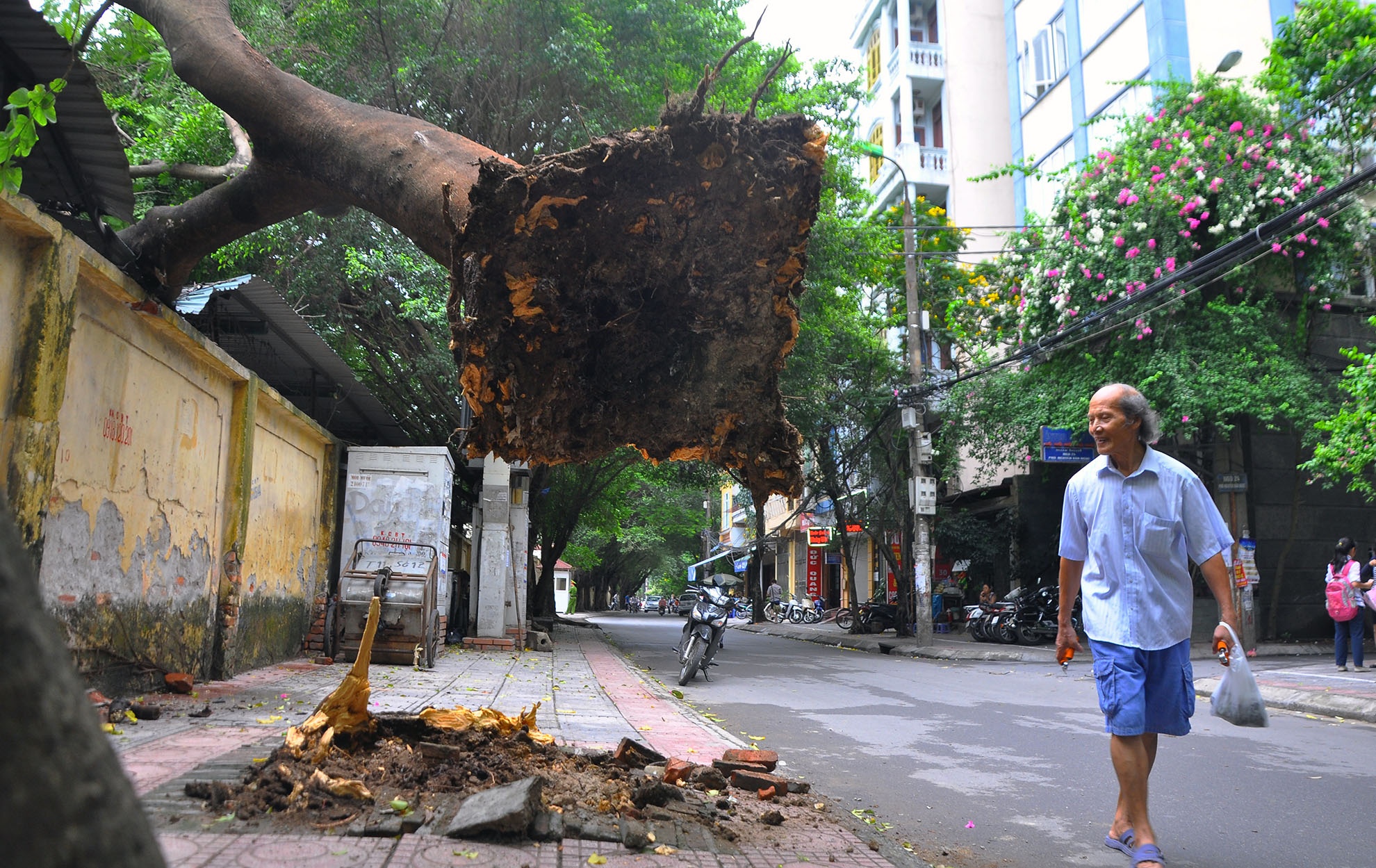 Cay phuong co thu bat goc, lo lung tren mai nha hinh anh