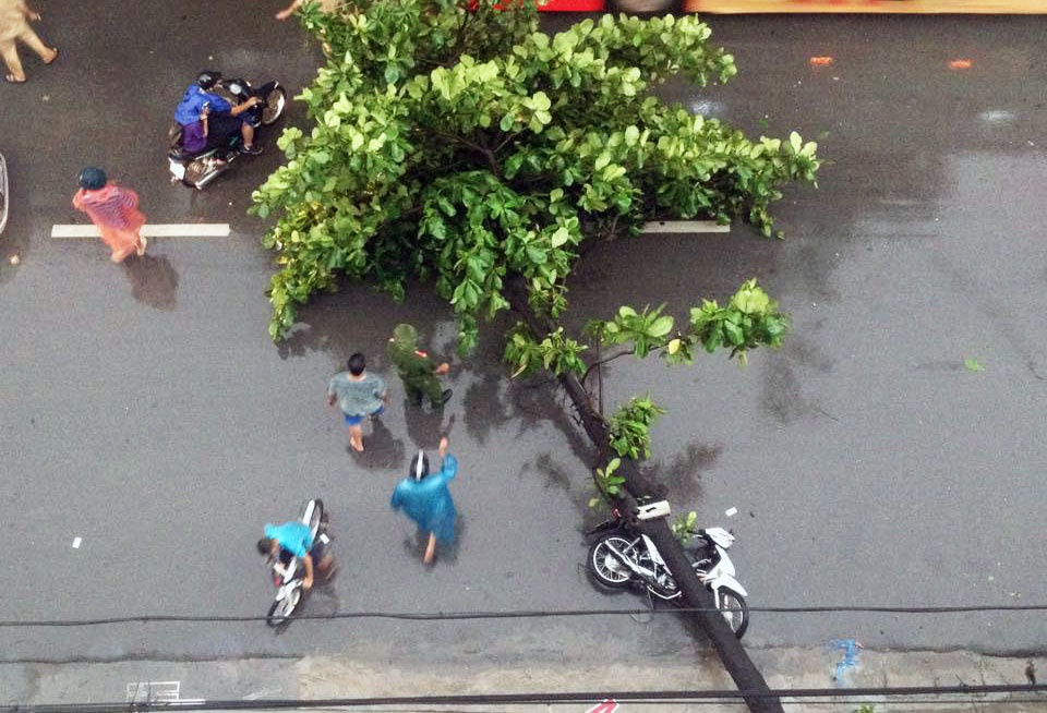 Ha Noi khong xay dung phuong an doi pho 1.300 cay do hinh anh