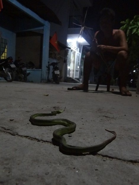 Anh Thạch đập chết một con rắn đuôi đỏ ở gần nhà vào cuối tháng 5-2015.