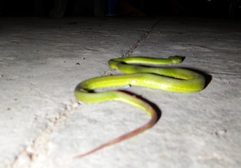 Ran luc duoi do xuat hien nhieu ven song Sai Gon hinh anh