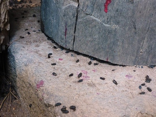 Kho so vi bo den 'diet kieu gi cung khong chet' hinh anh