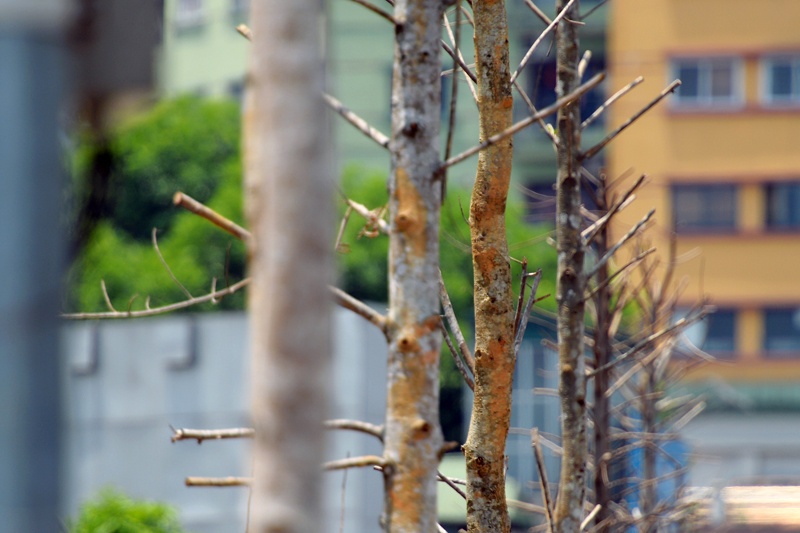 Hang cay khong moc la o duong dep nhat Viet Nam hinh anh