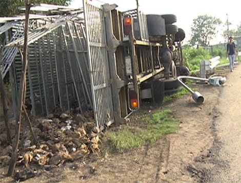 Xe tai bi lat, hang nghin con vit nao loan duong pho hinh anh