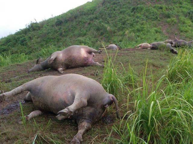 19 con trau bi set danh chet o Ha Giang hinh anh