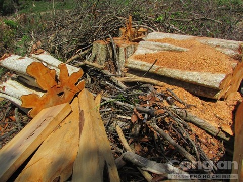Lam tac cao troc rung o Phu Yen hinh anh