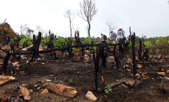 Khoet ruot rung Phu Quoc: Rung trong nhu san banh hinh anh