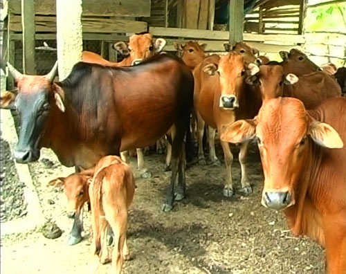 Chuyen la Da Nang: Xay trai tam giam cho bo hinh anh