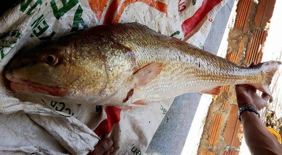 Cau duoc ca la nghi la Su Vang, thuong lai tra 300 trieu hinh anh