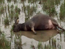 Dien giat chet nguoi, chet trau, chay nha hinh anh