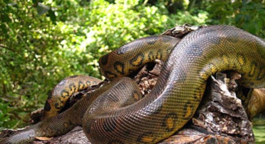 An thit con nua, 5 nguoi trong gia dinh nhap vien hinh anh