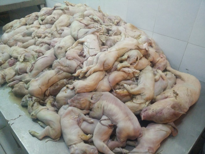 200 heo sua thoi chuan bi dua vao nha hang lam heo sua quay hinh anh