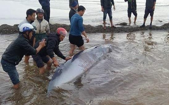 Giai cuu ca voi nang 3 tan dat vao bo bien hinh anh