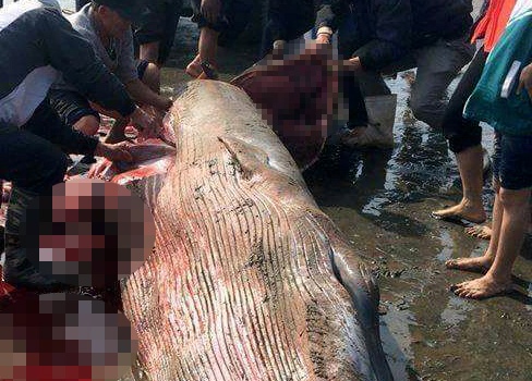 Ca voi hon mot tan kiet suc dat vao bo hinh anh