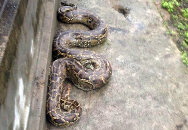 Giai cuu con tran dai hon 3 m, nang 40 kg hinh anh