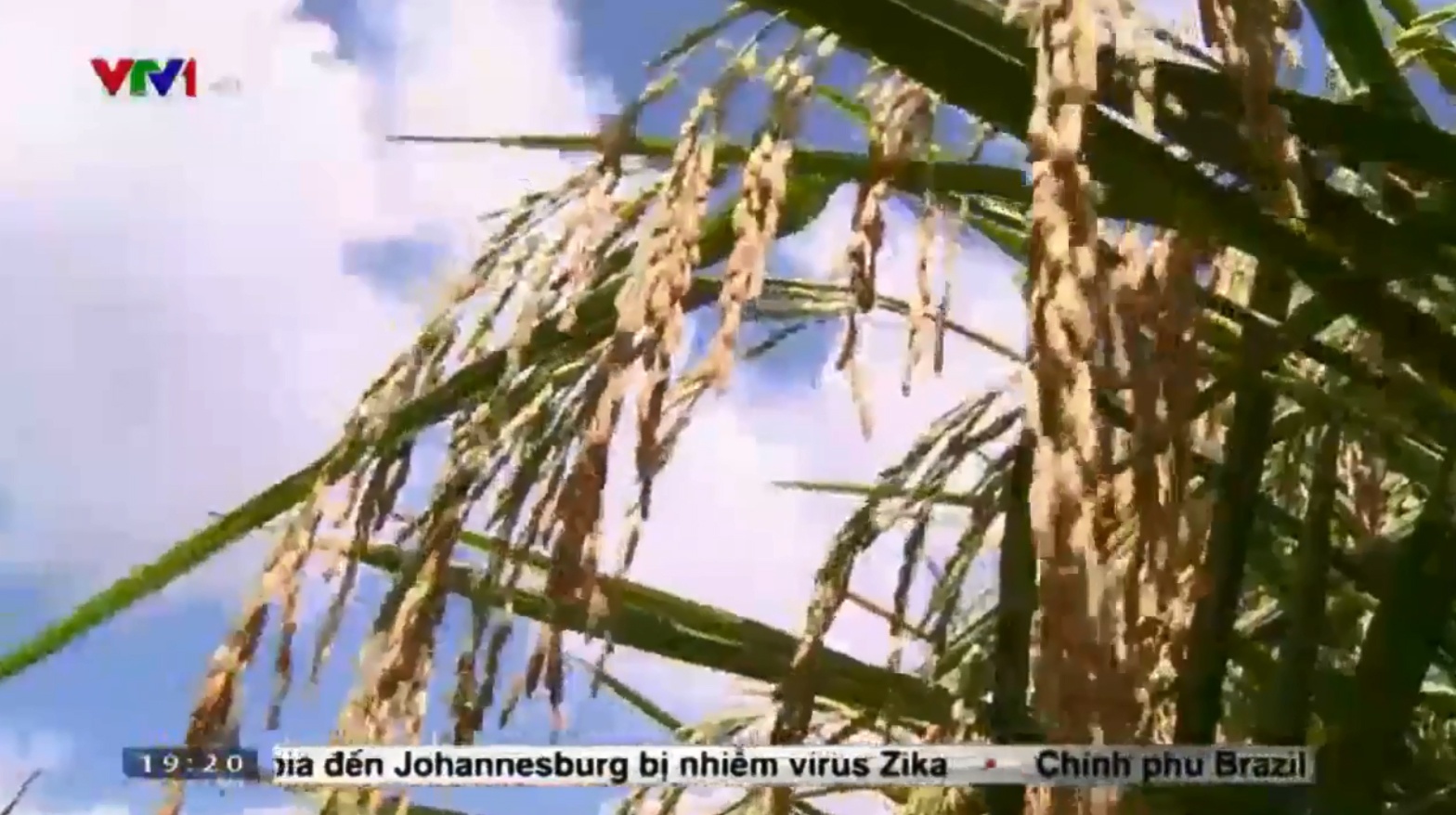 Tim giong lua chiu man cho dong bang song Cuu Long hinh anh