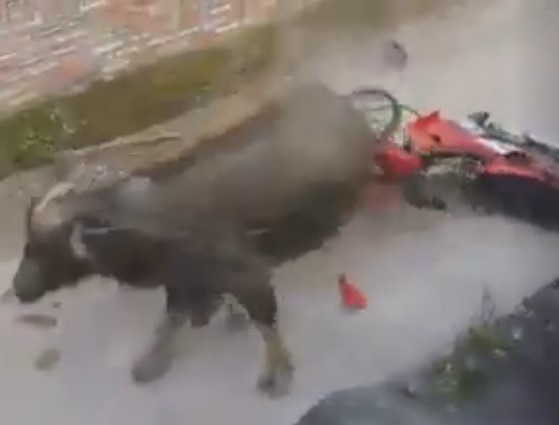 Trau noi dien truoc lo mo, huc bi thuong 3 nguoi hinh anh