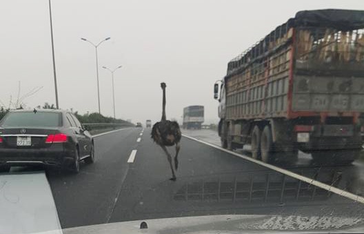 đà điểu chạy rông ảnh 1 da dieu chay rong anh 1