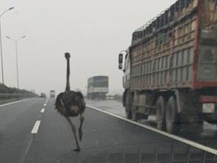 Da dieu chay rong tren cao toc Cau Gie - Ninh Binh hinh anh