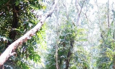 Toan bo rung U Minh ha co nguy co chay rat cao hinh anh